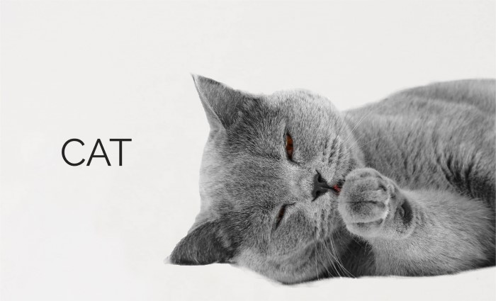 cats